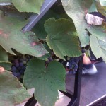 Verticale Biancoblù - Angelo Delea