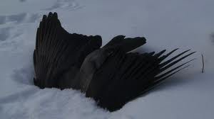 Strage di corvi ad Ambrí, la polizia indaga sulle cause.